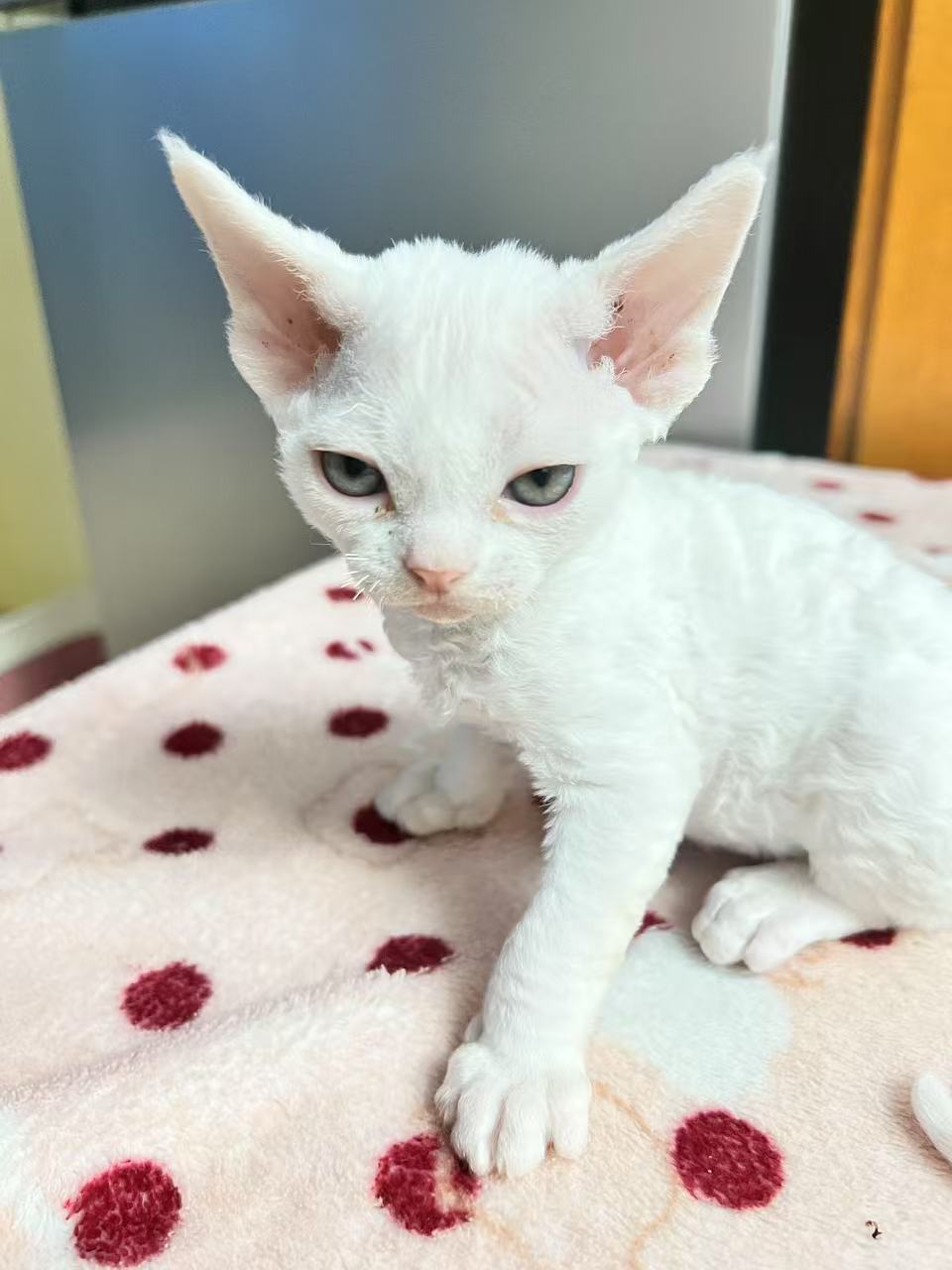 自家繁殖精品德文卷毛猫宝宝，品相极好，价格不高